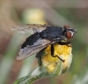 Sarcophagidae
