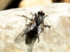 Sarcophagidae