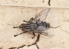Sarcophagidae