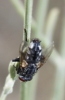 Sarcophagidae