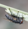 Sarcophagidae