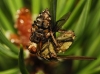 Scathophaga ? Scathophaga ?