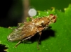 Scathophaga sp.