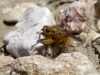 Scathophaga stercoraria (Linnaeus, 1758)