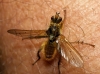 Scathophaga stercoraria (Linnaeus, 1758)