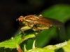 Scathophaga stercoraria (Linnaeus, 1758)
