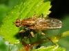Scathophaga stercoraria (Linnaeus, 1758)
