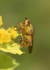 Scathophaga stercoraria (Linnaeus, 1758)