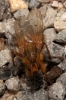 Scathophaga stercoraria (Linnaeus, 1758)