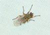 Scathophagidae Scathophagidae