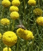 Siphonini