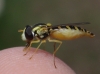 Sphaerophoria sp.