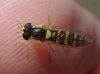 Sphaerophoria sp.