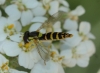 Sphaerophoria sp. Le Peletier & Serville, 1828