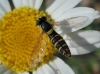 Sphaerophoria sp. Lepeletier & Serville, 1828