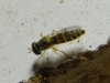 Sphaerophoria sp. Lepeletier & Serville, 1828