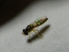 Sphaerophoria sp. Lepeletier & Serville, 1828