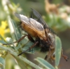 Tachina (Eudoromyia) cf. magnicornis (Zetterstedt, 1844)
