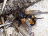 Tachina (Eudoromyia) magnicornis (Zetterstedt, 1844)