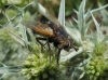 Tachina (Eudoromyia) magnicornis (Zetterstedt, 1844)