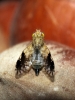 Tephritis cf. divisa Rondani, 1871