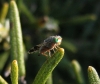 Tephritis pulchra Tephritis pulchra