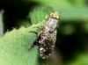 Tephritis pulchra Tephritis pulchra