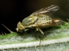 Terellia serratulae (Linnaeus, 1758)