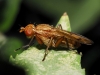 Tetanocera