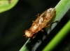 Tetanocera arrogans Meigen, 1830