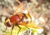 Volucella zonaria (Poda, 1761)