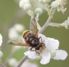 Volucella zonaria (Poda, 1761)