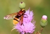 Volucella zonaria (Poda, 1761)