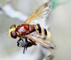 Volucella zonaria (Poda, 1761)