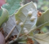 Dryomyia lichtensteini Dryomyia lichtensteini
