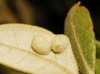 Dryomyia lichtensteini Dryomyia lichtensteini