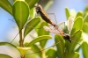 Nephrotoma sp. Meigen 1803