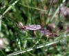 Nephrotoma sp. Meigen 1803