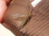 Nephrotoma sp. Meigen 1803