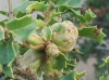 Phyllodiplosis cocciferae Phyllodiplosis cocciferae