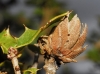 Phyllodiplosis cocciferae Phyllodiplosis cocciferae