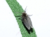 Psychoda sp. Latreille, 1796