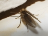 Psychoda sp. Latreille, 1796