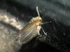 Psychoda sp. Latreille, 1796