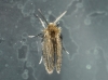 Psychoda sp. Latreille, 1796
