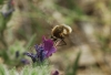 Bombyliinae