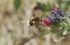 Bombyliinae