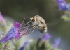 Bombylius (Zephyrectes) cruciatus Fabricius, 1798