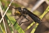 Dasypogon sp. Meigen, 1803 (gr. diadema)