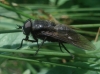Dasyrhamphis ater (Rossi, 1790)